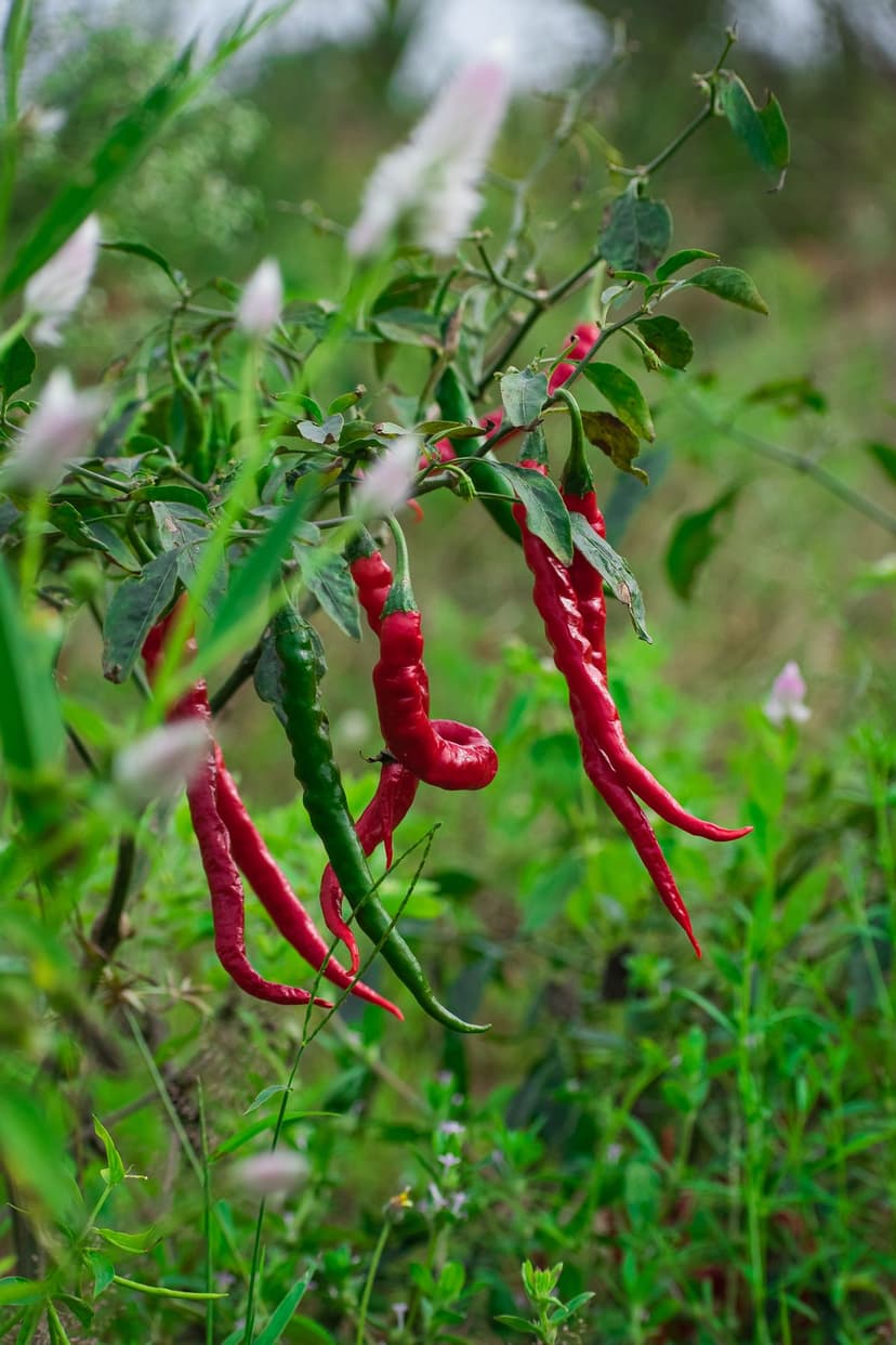 Fresh spice harvest